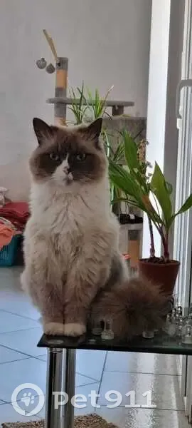 Chat Sibérien Beige Perdu à Ensuès-la-Redonne - photo
