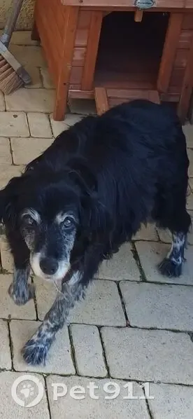 Chienne Dolly perdue, croisée épagneul âgée - photo