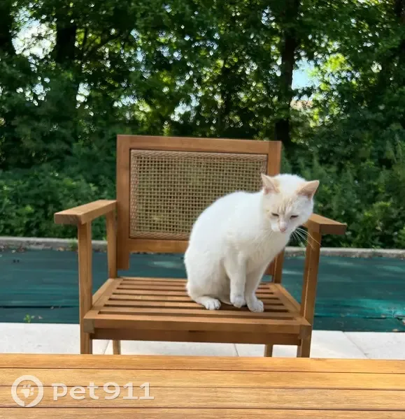 Chat perdu à La Roche-sur-Yon - photo