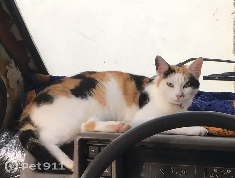 Chatte perdue à Pleuven, Ménez Bras - photo