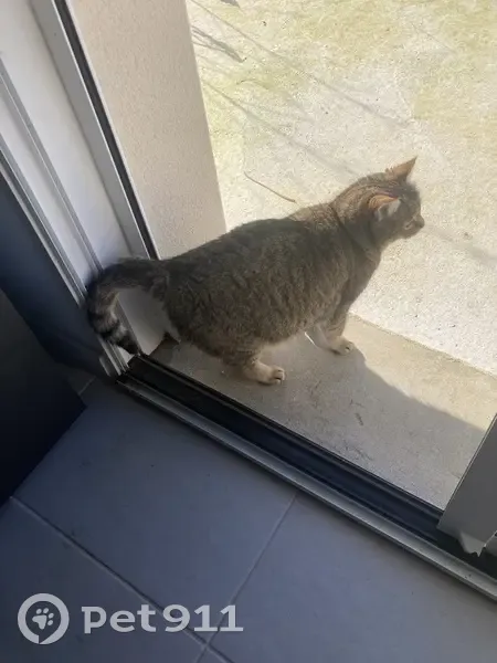 Chat perdue, sauvage, Rue du Moulin, Val-d'Erdre - photo