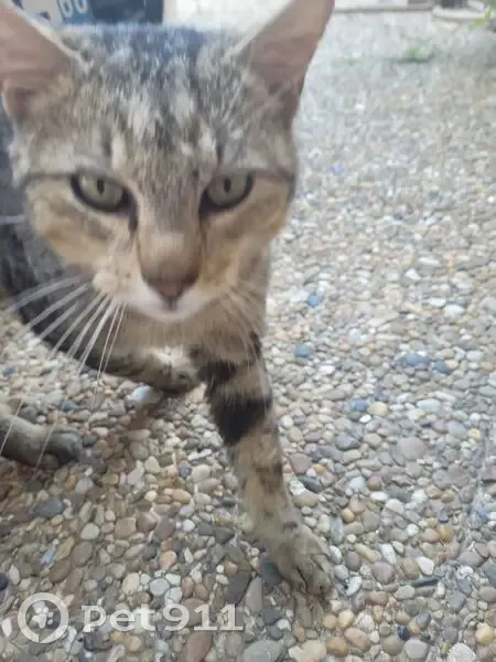Chat tigré affectueux cherche foyer sûr - photo
