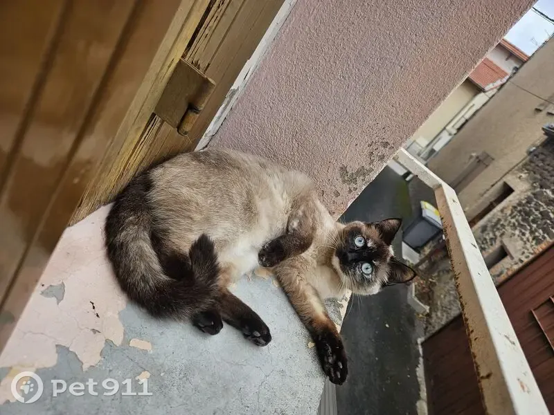 Chatte siamoise perdue à Gerzat - photo