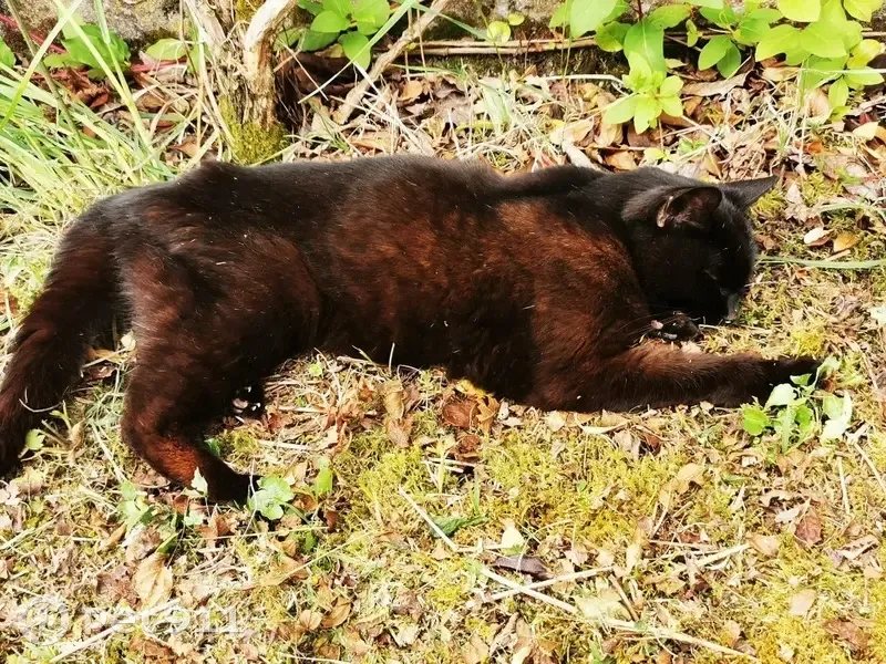 Chatte noire faible trouvée à St-Hilaire - photo