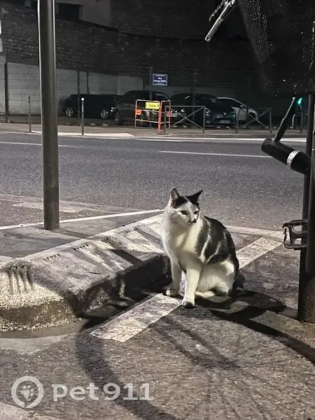 Chat trouvé Av. André Morizet, Boulogne - photo