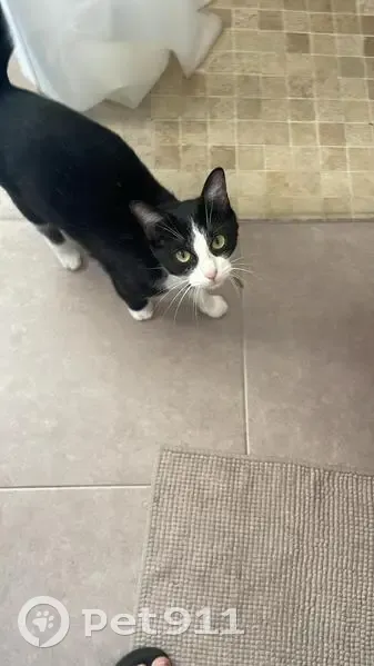 Perdue : Chatte noire et blanche à Béziers - photo