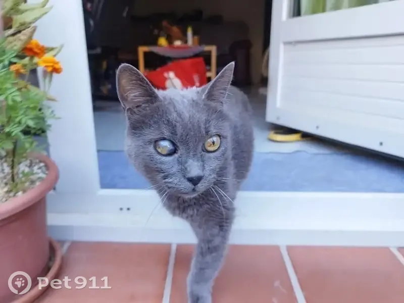 Chat gris perdu, craintif, Carry-le-Rouet - photo