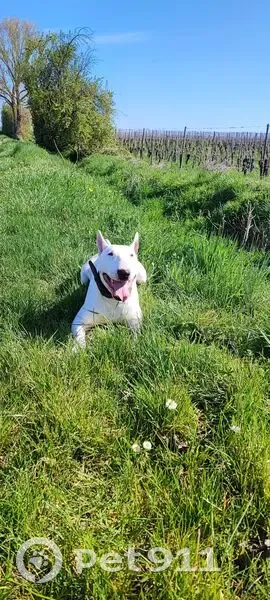 Chien perdue blanc, oreille noire Zellenberg - photo
