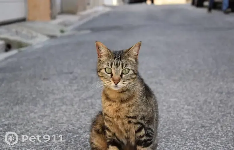 Chatte tigrée perdue à Torreilles - photo