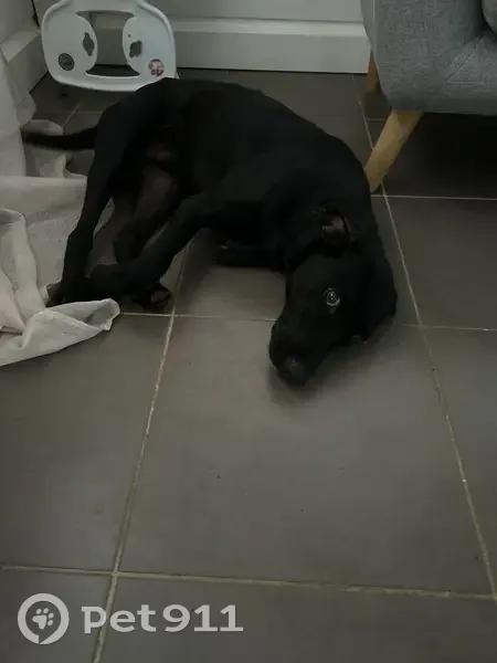Chien noir calme trouvé à Rémire-Montjoly - photo