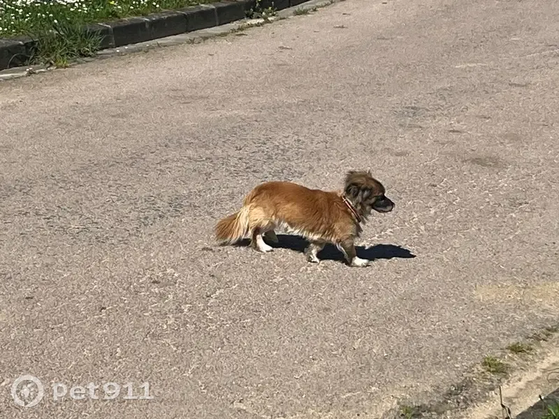 Jeune chien trouvé à Vallentigny - photo