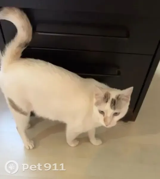 Gato desaparecido Fêmea (brl000771) - photo