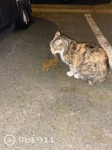 Chatte tricolore maigre trouvée à St-Étienne - photo