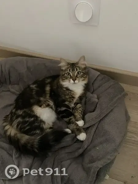 Chat perdue, poils rasés, La Magdelaine - photo