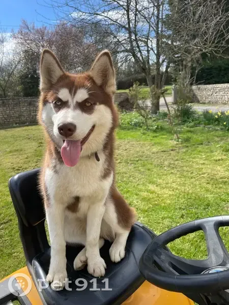 Husky marron perdu à La Basse Cour - photo