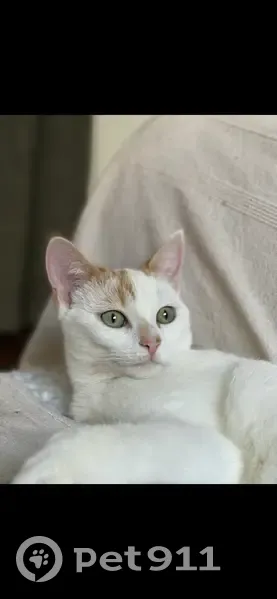 Chatte perdue, Blanche et rousse, Le Pian-Médoc - photo