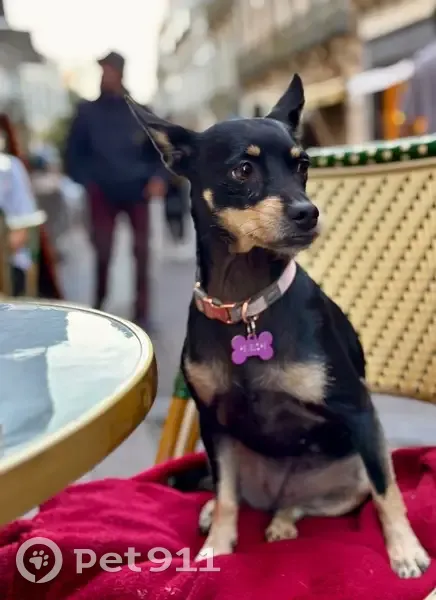 Petite chienne noire perdue à Montpellier - photo