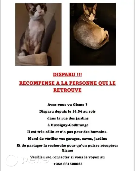 Chat perdu : Gismo s'est échappé dehors - photo