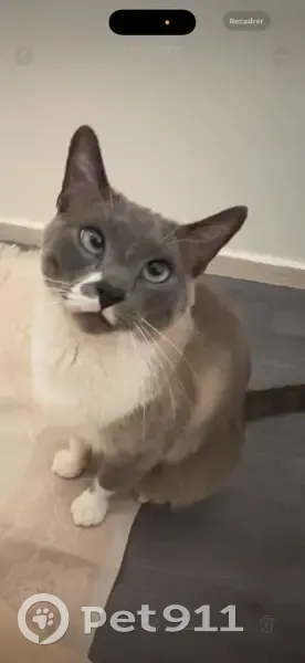 Chat mâle blanc/gris perdu à Champigny - photo