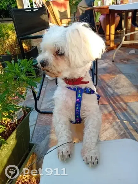 Bichon Maltais perdu, besoin de soin urgent - photo