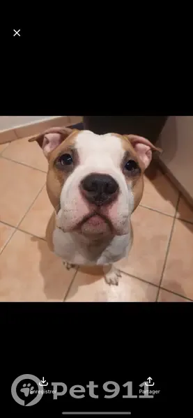 Chien perdu à Solliès-Toucas, très affectueux - photo