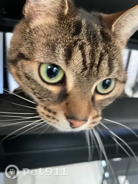 Chatte tigrée perdue à Bagnolet - photo