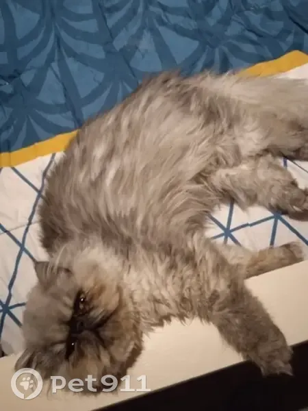 Saxo, chat persan gris perdu à Pennautier - photo