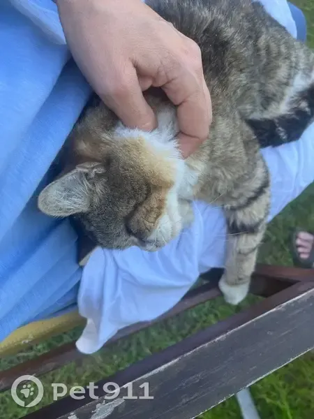 Chat tigré âgé trouvé à Thionville - photo