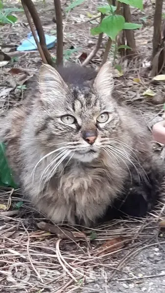 Chatte tigrée trouvée Rue Chaptal, Montpellier - photo