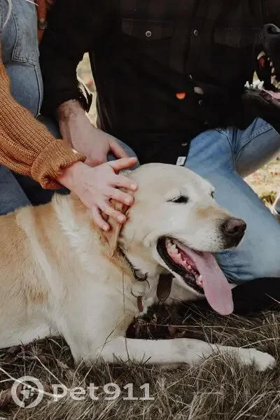 Chien perdu : Labrador beige 15 ans, Biron - photo