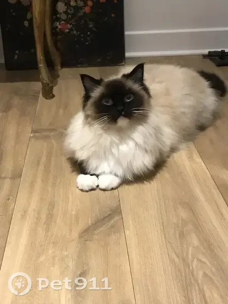 Chat perdu: blanc/noir, Rue de Salonique - photo