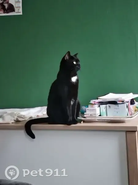 Chatte noire perdue, yeux verts, Rouvroy - photo