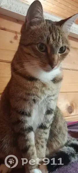 Chat tigré perdu, dynamique, La Jarne - photo
