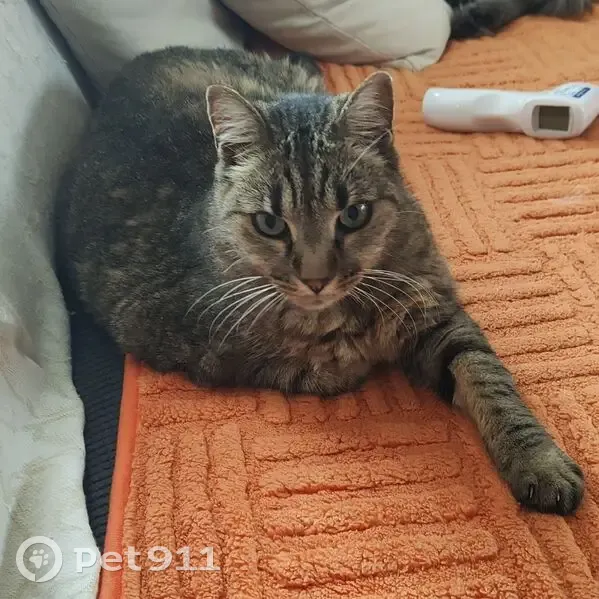 Chatte tigrée perdue, 13 ans, Gigean - photo