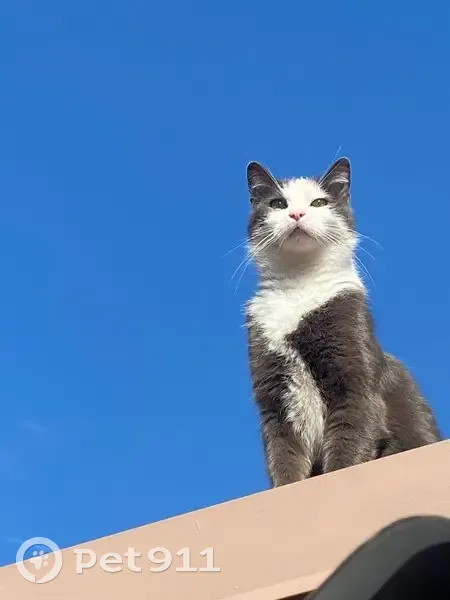 Chat perdu: Gris/blanc, yeux verts, 