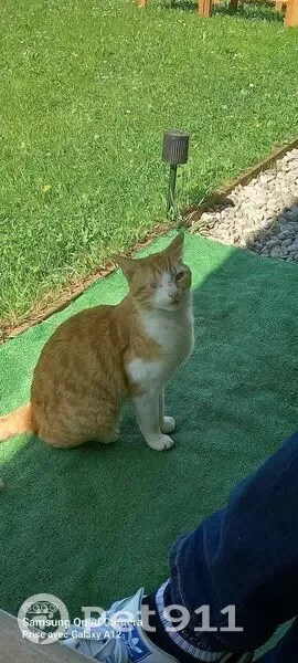 Chat mâle roux/blanc trouvé à Seynod - photo
