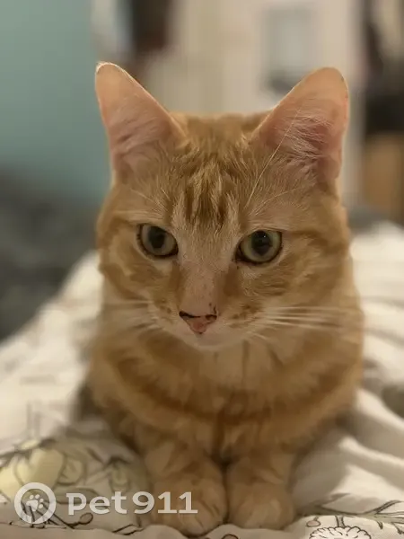 Chat roux-beige perdu à Nantes - photo