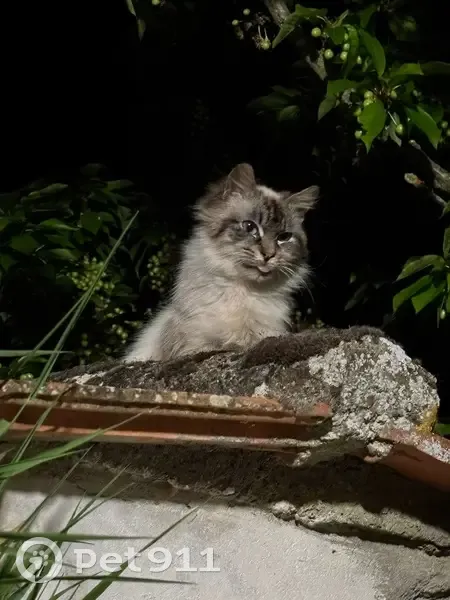 Chat trouvé amaigri, peureux à Gallardon - photo