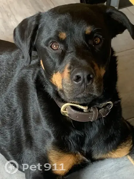 Chien perdue à Silhac, type Rottweiler - photo