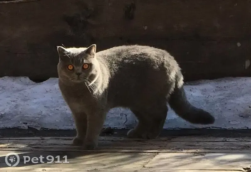 Chat perdu : mâle gris bleu, Neydens - photo