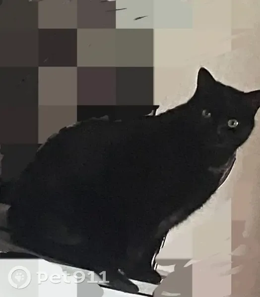 Chat noir perdu à Issoire, rhinite chronique - photo