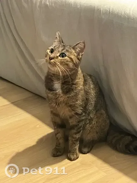 Chatte tigrée perdue à La Celle-les-Bordes - photo