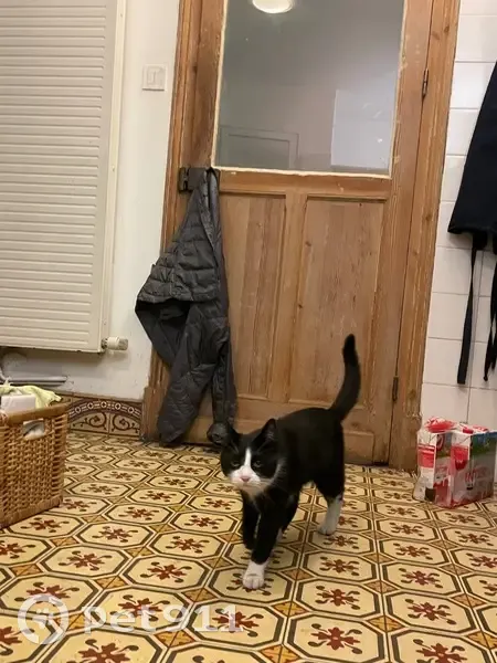 Chat noir et blanc trouvé à Lille - photo