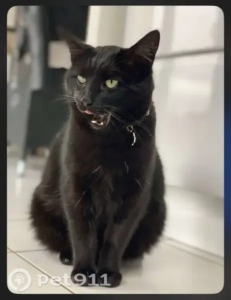 Chat perdu, noir, craintif, 13 ans, Giberville - photo