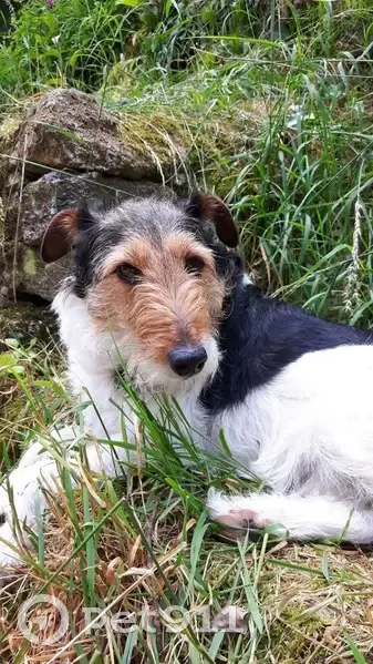 Chienne fox terrier perdue à Saint-Aubin - photo