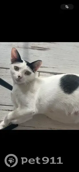 Chat perdue à Irigny : blanche et noire - photo