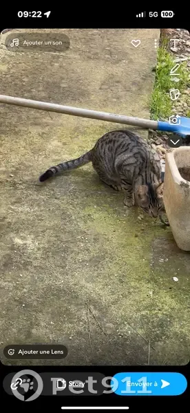 Chat perdu : craintif, gentil, tatoué 