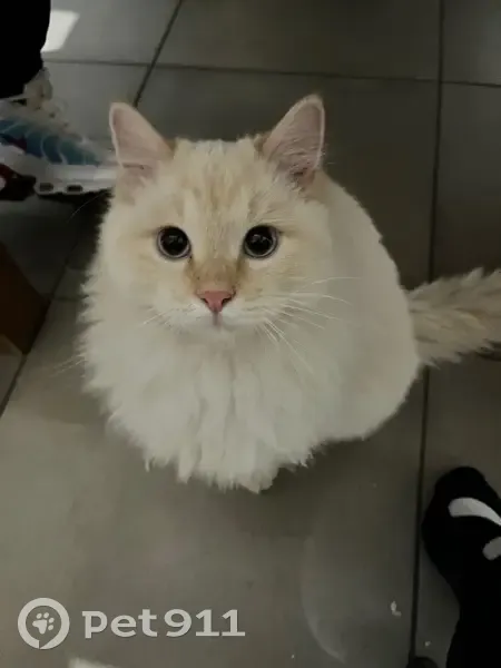Chat perdu, blanc et roux à Pollionnay - photo