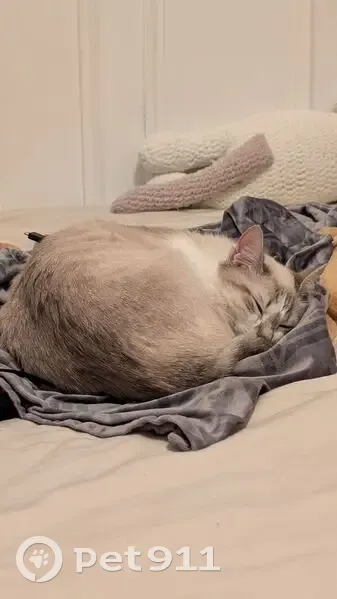 Chatte perdue : pelage blanc/crème, craintive - photo