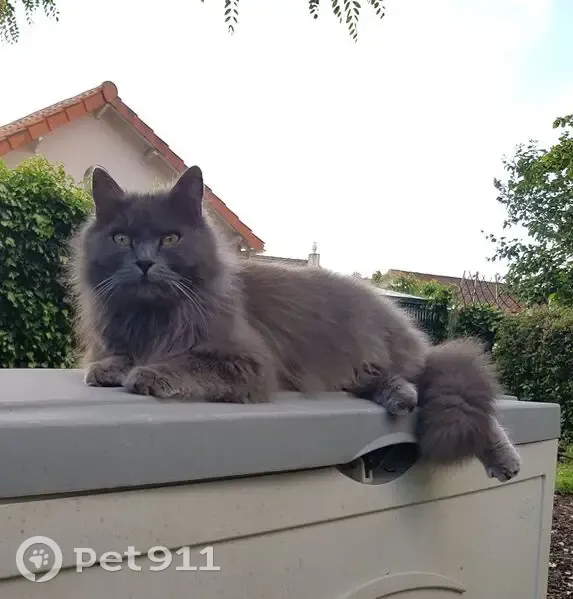 Chat gris perdu, Niort, rue Louis Breguet - photo